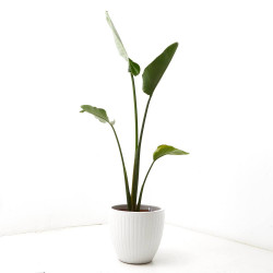 STRELITZIA NICOLAI 9L