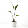 STRELITZIA NICOLAI 9L