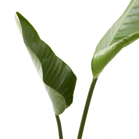 STRELITZIA NICOLAI 9L