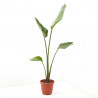 STRELITZIA NICOLAI 9L