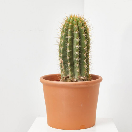 CACTUS COLUMNAR MACETA 25 CM