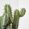 CACTUS COLUMNAR MACETA 25 CM