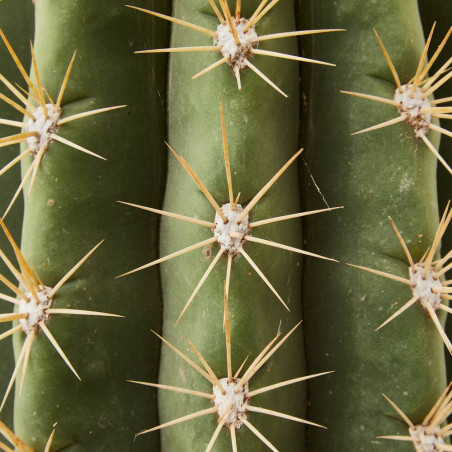 CACTUS COLUMNAR MACETA 25 CM