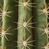 CACTUS COLUMNAR MACETA 25 CM