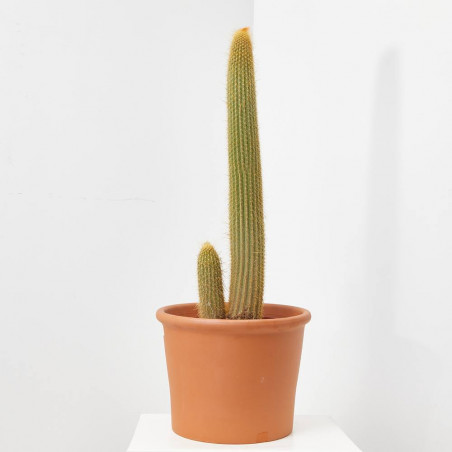 CACTUS COLUMNAR MACETA 25 CM