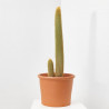 CACTUS COLUMNAR MACETA 25 CM