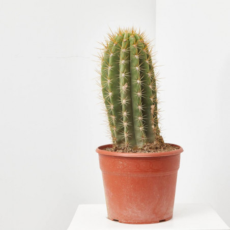 CACTUS COLUMNAR MACETA 25 CM