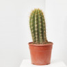 CACTUS COLUMNAR MACETA 25 CM