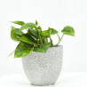 POTHO MACETA 11CM
