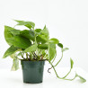 POTHO MACETA 11CM