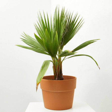 WASHINGTONIA MACETA 17CM