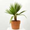 WASHINGTONIA MACETA 17CM