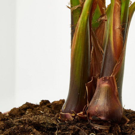 WASHINGTONIA MACETA 17CM