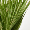 WASHINGTONIA MACETA 17CM