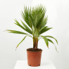 WASHINGTONIA MACETA 17CM