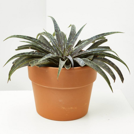 MANGAVE MACETA 18CM