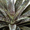 MANGAVE MACETA 18CM