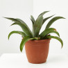 MANGAVE MACETA 18CM