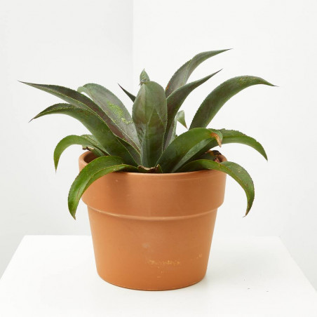 MANGAVE MACETA 18CM
