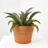 MANGAVE MACETA 18CM