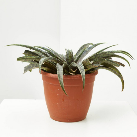 MANGAVE MACETA 18CM