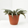 MANGAVE MACETA 18CM