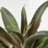 MANGAVE MACETA 18CM