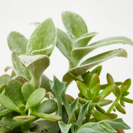 COMPOSICIÓN CRASAS BARRO 18X18CM