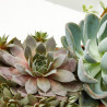 CRASAS EXTERIOR JARDINERA 25CM
