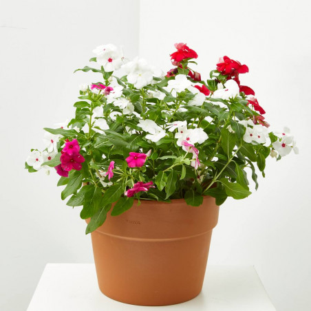 VINCA TARRINA 25CM