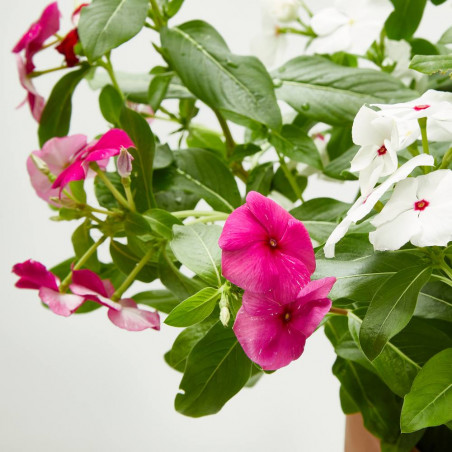 VINCA TARRINA 25CM