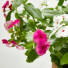 VINCA TARRINA 25CM