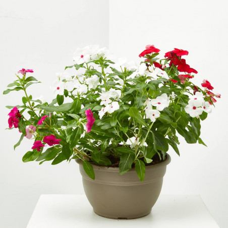 VINCA TARRINA 25CM