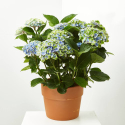 HORTENSIA MAGICAL MACETA 5 LITROS