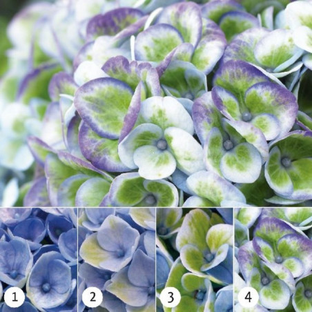 HORTENSIA MAGICAL MACETA 5 LITROS