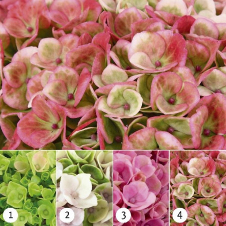 HORTENSIA MAGICAL MACETA 5 LITROS