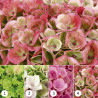HORTENSIA MAGICAL MACETA 5 LITROS