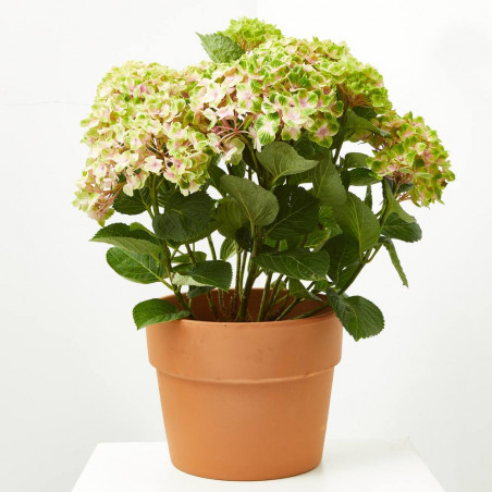 HORTENSIA MAGICAL MACETA 5 LITROS