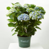 HORTENSIA MAGICAL MACETA 5 LITROS