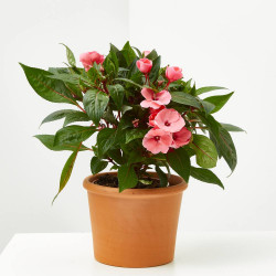 ALEGRÍA NUEVA GUINEA SUNPATIENS MACETA 13CM 