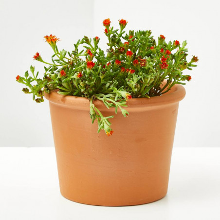 DELOSPERMA MACETA 11 X 11CM