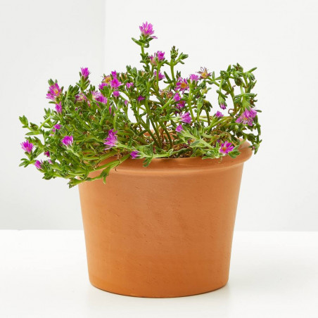 DELOSPERMA MACETA 11 X 11CM