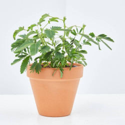 MIMOSA SENSITIVA MACETA 13CM