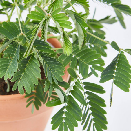 MIMOSA SENSITIVA MACETA 13CM