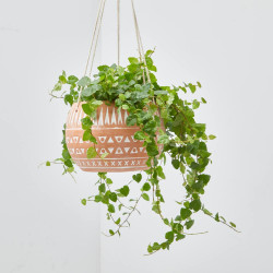 FICUS COLGANTE TARRINA 15CM