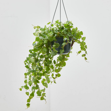 FICUS COLGANTE TARRINA 15CM