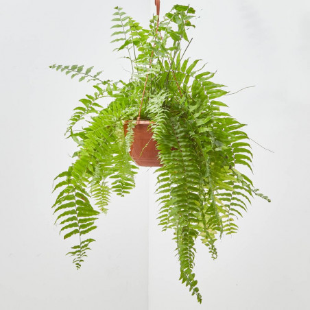 HELECHO MACHO MACETA 23CM