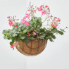 GERANIO HIEDRA COLGANTE TARRINA 25CM