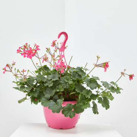GERANIO HIEDRA COLGANTE TARRINA 25CM