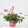 GERANIO HIEDRA COLGANTE TARRINA 25CM